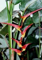 Botanischer Garten 1 